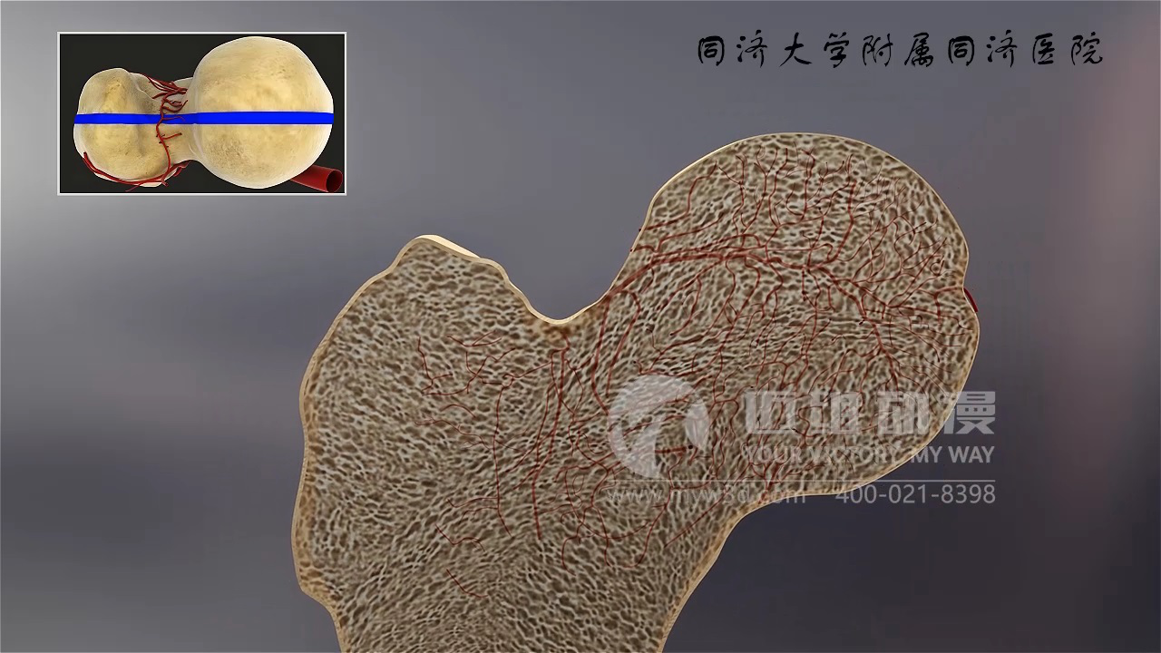 医学三维动画
